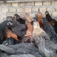 جوجه خانگی 2 ماهه