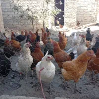 مرغ|پرنده|نقده, |دیوار