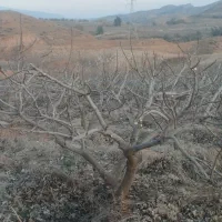 سه قطعه باغ حدود 600درخت  12ساله بصورت شراکتی