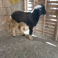 بزغاله بره