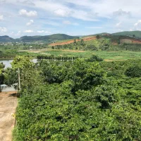 دان سبز قهوه