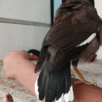 مینا سخنگو عروس هلندی کوتوله