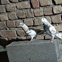 کفتر پشت گلی