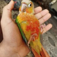 طوطی گرینچیک گمشده