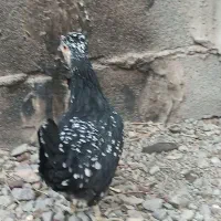 مرغ محلی بابلدرچین کوهی