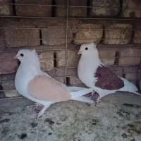کبوتر سینه ای طوقی و دوکت