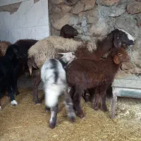 ۶راس گوسفند و ۷ بره معاوضه|حیوانات مزرعه|هندمینی, |دیوار