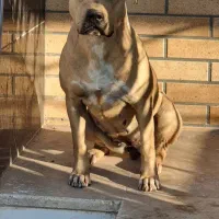 واگذاری سگ پیتبول ماده|سگ|یزد, |دیوار