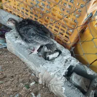 جوجه بوقلمون