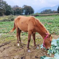 مادیان 7ماه شکم داره کرش هم 8ماهه|اسب و تجهیزات اسب‌سواری|گرگان, |دیوار