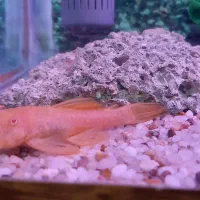 پوزه بوته ای آلبینو بالغ با بهترین تغذیه