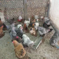 مرغ برهمابلو،لایت،بوف،ومحلی