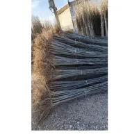 فروش انواع نهال های میوه پربار و ضمانتی