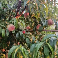 فروش-فوری-باغ-400-متری