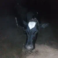 گاو|حیوانات مزرعه|صومعه‌سرا, |دیوار