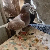کفتر جفتگاه