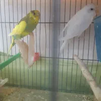 مرغ عشق|پرنده|تهران, دهم فروردین|دیوار