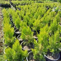 فروش عمده کاج لاوسون