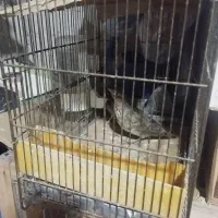 سه تا سهره|پرنده|مشگین شهر, |دیوار