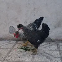 مرغ و‌خروس طاقچه