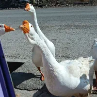 غاز