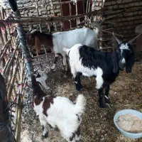 تعداد۳بز و۲ بزغاله