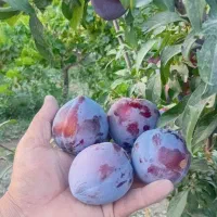 بهترین ارقام نهال های میوه|خدمات باغبانی و درختکاری|سلماس, |دیوار