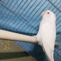 البینو|پرنده|بندر ماهشهر, |دیوار