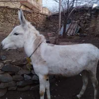 خر تیز پا بدون مشکل