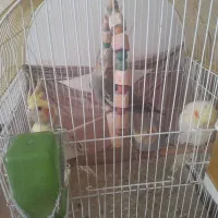 آروم|پرنده|کرج, کوی امامیه|دیوار