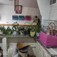 دو جفت فنج مولد ی گلین و 3تا سادی مرغ عشق