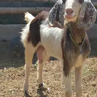 بز با بزغاله/بره نر چاق