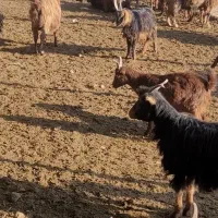 ۵۰ راس گوسفند بز درجه یک