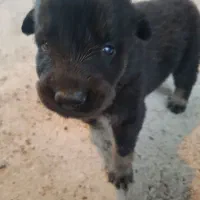 توله ژرمن|سگ|سنگر, |دیوار