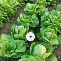 کاهو کرجی درجه ۱