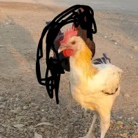 خروس فروشی