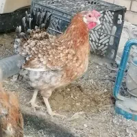 مرغ گلین کرچ تخته|حیوانات مزرعه|کشکوئیه, |دیوار