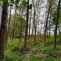 فروش چوب صنوبر|خدمات باغبانی و درختکاری|فومن, |دیوار