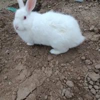 یک جفت خرگوش|موش و خرگوش|گنبد کاووس, |دیوار