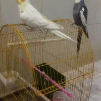 یک جفت عروس هلندی زیبا1200