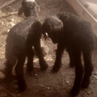 بره شیری پنج عدد سه عدد نر دوتا ماده سالم سرحال