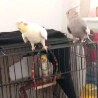 عروس هلندی طوطی سخنگو