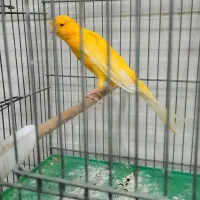 قناری نر طلایی|پرنده|قزوین, |دیوار