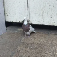 سلام طوقی سرخ