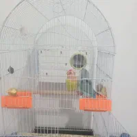 طوطی برزیلی نرو ماده|پرنده|نسیمشهر, |دیوار