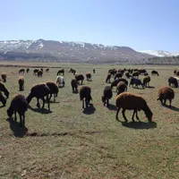 گوسفند فروشی در رباط کریم همراه با قصاب شبانه روزی