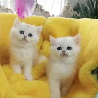 گربه بریتیش بای کالر