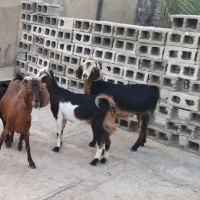 فروش دو عدد بز و یک عدد تیشتر