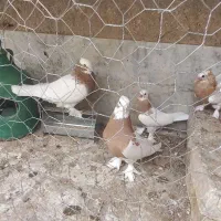 کبوتر طوقی.