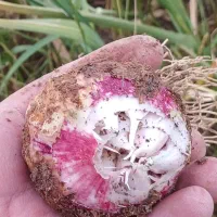 محصول سیر ارگانیک باکیفیت